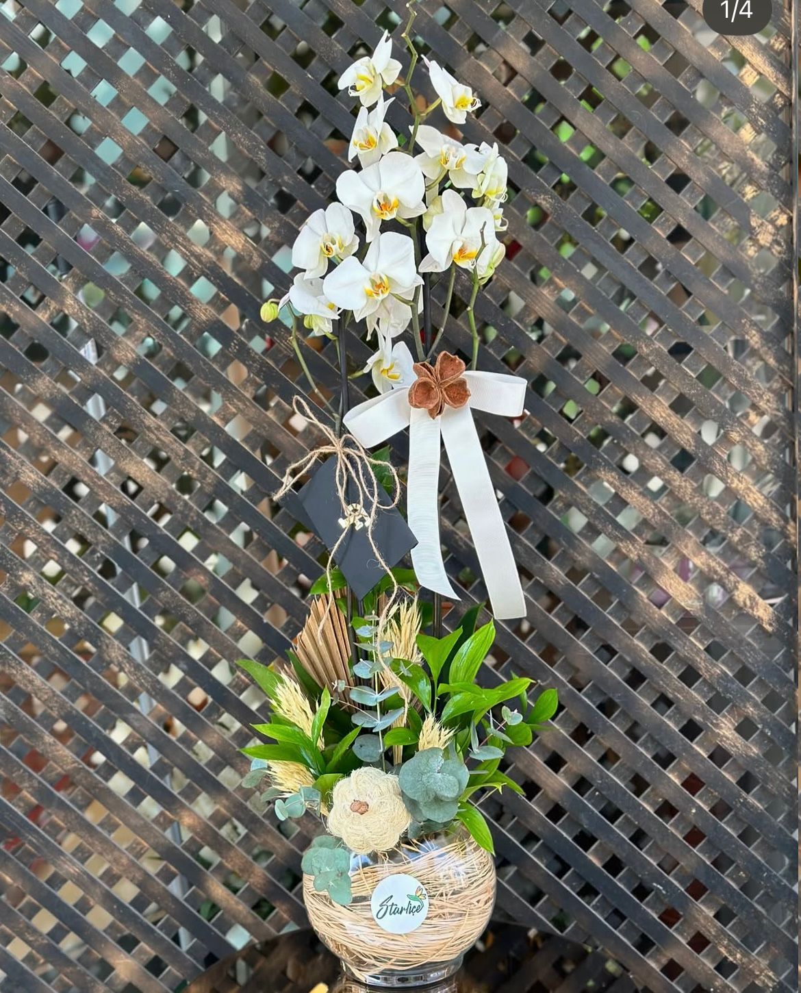 2-dal-beyaz-orkide-cicegi-cc100b