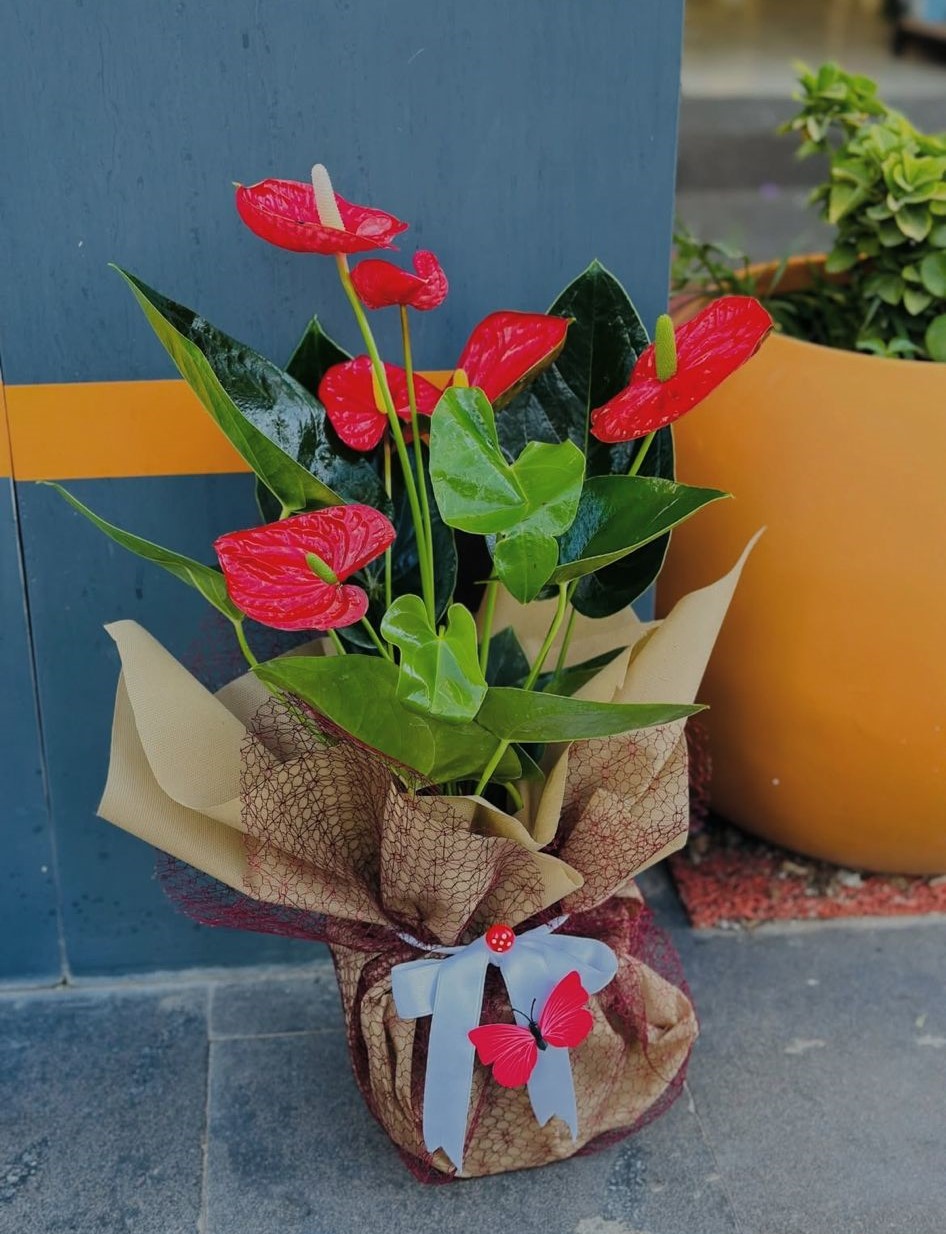 antoryum-cicegi--cc165