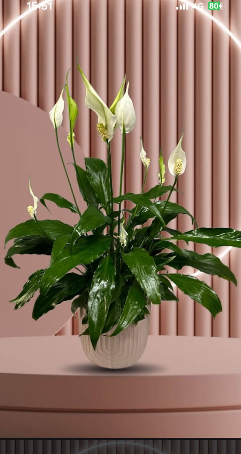 ozel-saksida-spatifilyum-cicegi--cc163