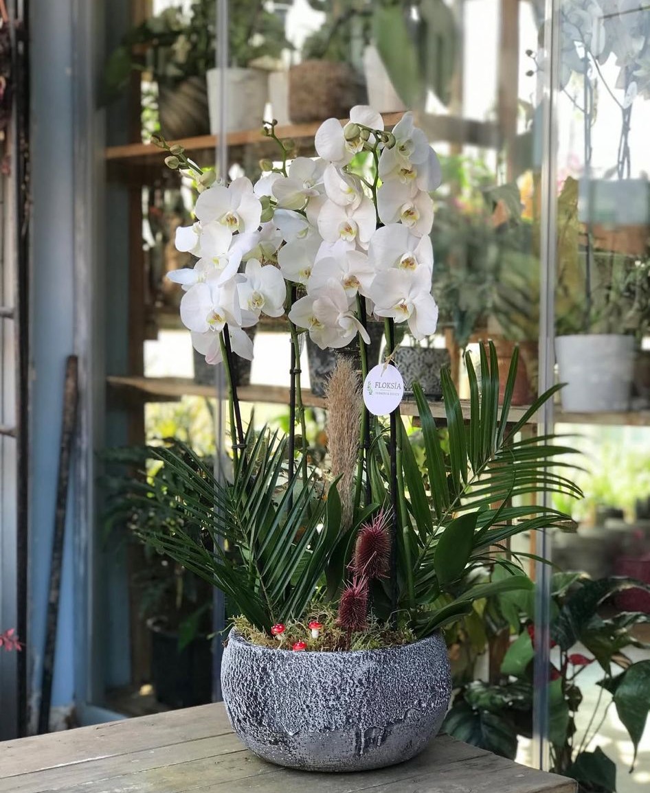 4-dalli-beyaz-orkide-aranjmani--cc118