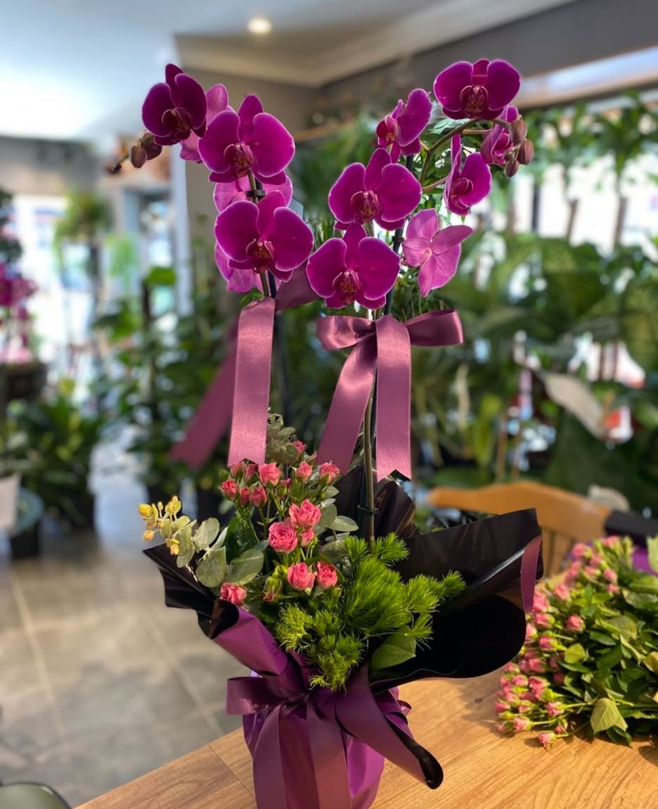 mor-orkide-aranjmani--cc108o