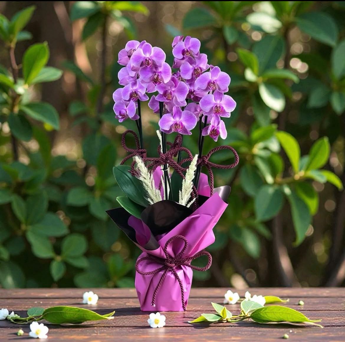 ciftli-mini-orkide--cc117