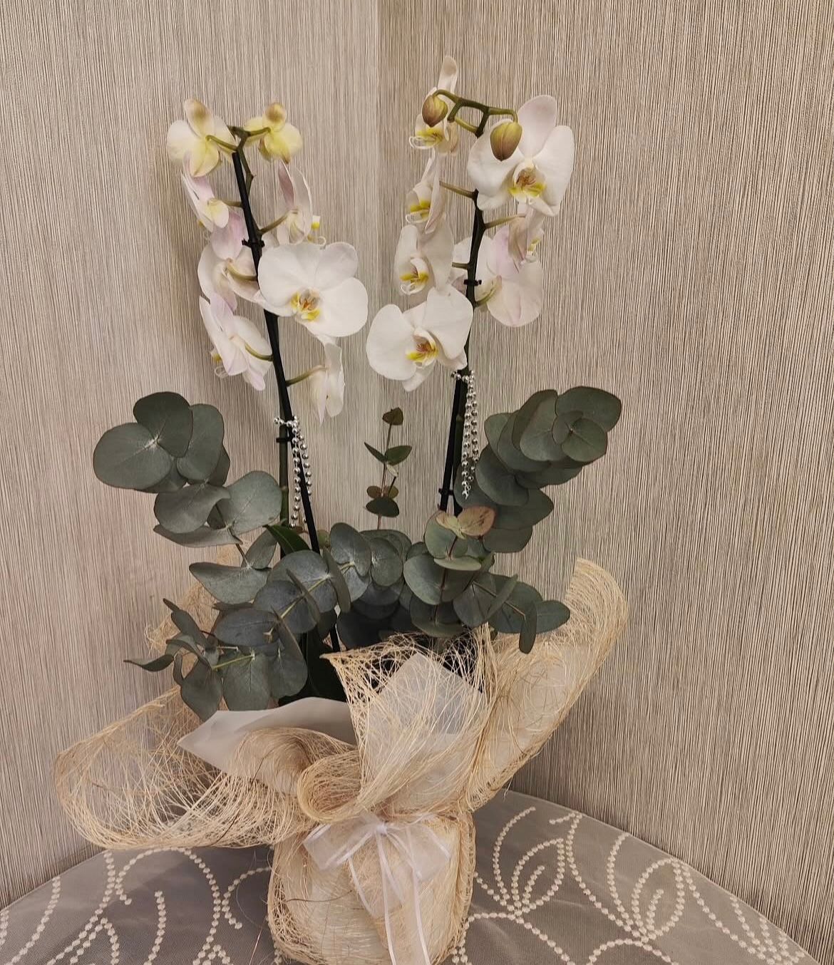 beyaz-orkide-cift-dalli-cc110