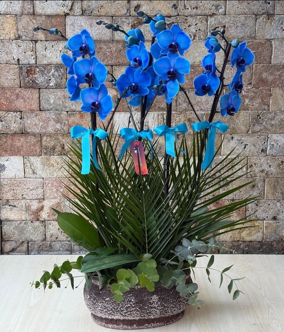 4-dalli-mavi-orkide-aranjmani--cc111