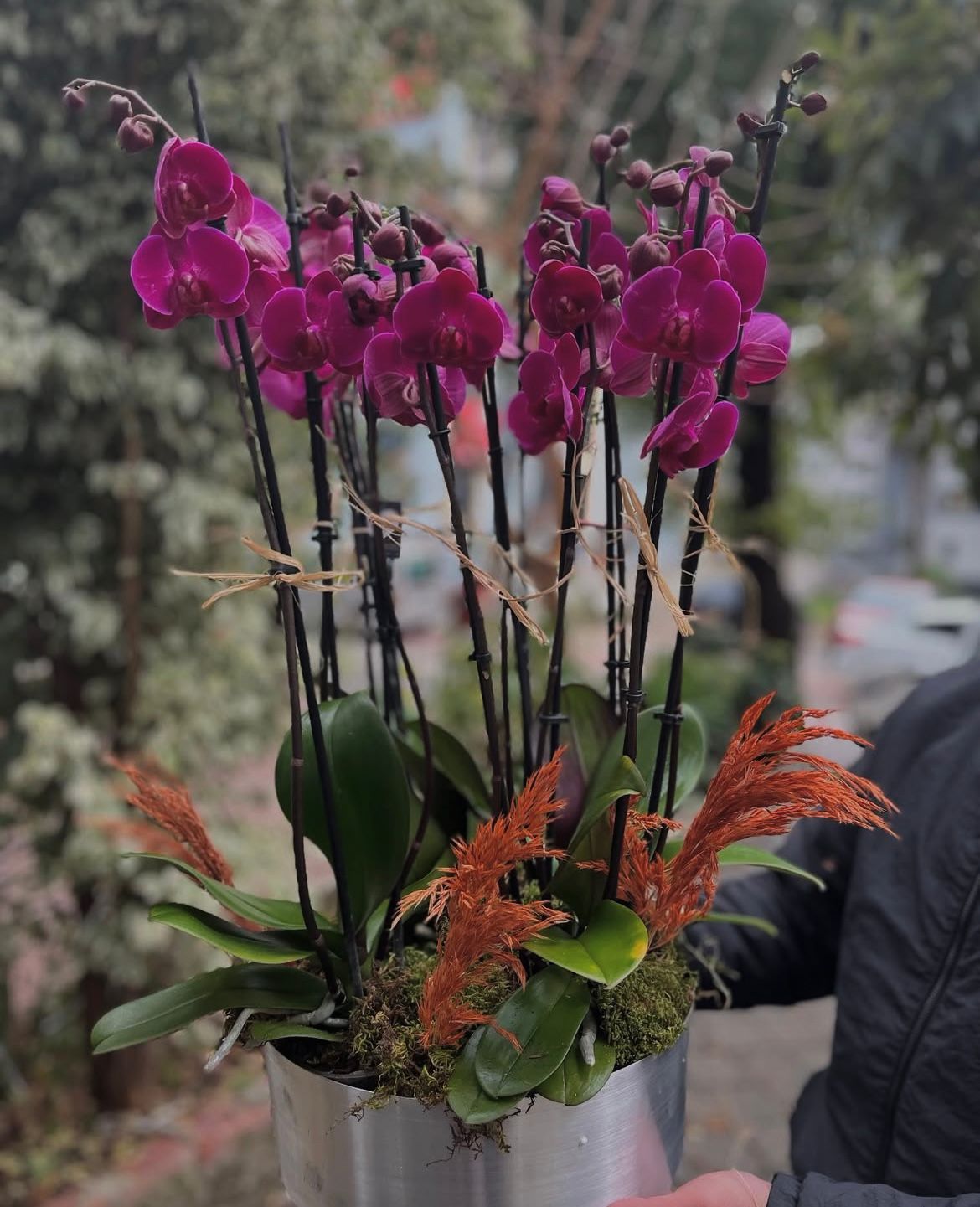 10-dal-mor-orkide-aranjmani--cc115